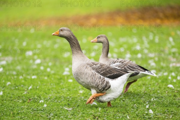 Greylag goose (Anser anser) walking on a meadow, Bavaria, Germany