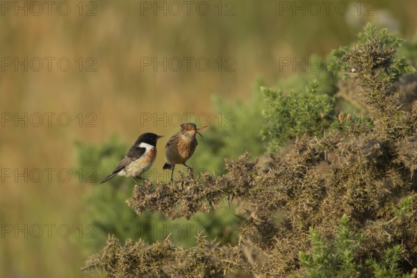 European stonechat (Saxicola rubicola) juvenile bird feeding on a moth being watched by a male