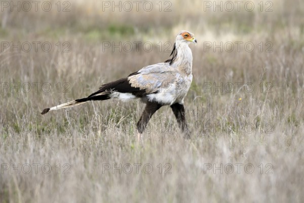 Secretary (Sagittarius serpentarius), adult, running, foraging, alert, Mountain Zebra National