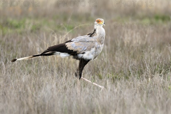 Secretary (Sagittarius serpentarius), adult, running, foraging, alert, Mountain Zebra National