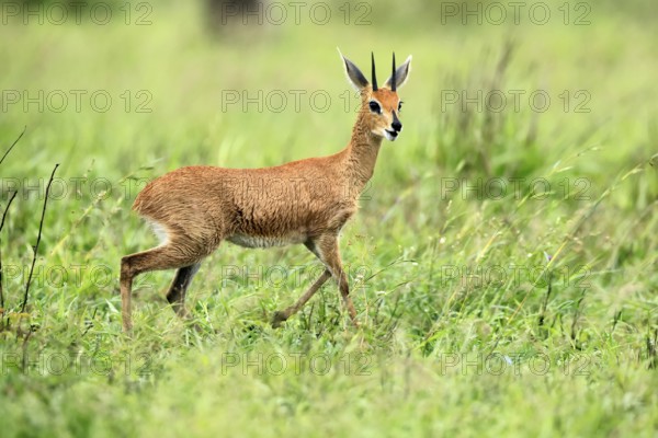 Steenbok (Raphicerus campestris), adult, male, foraging, vigilant, dwarf antelope, Kruger, Kruger