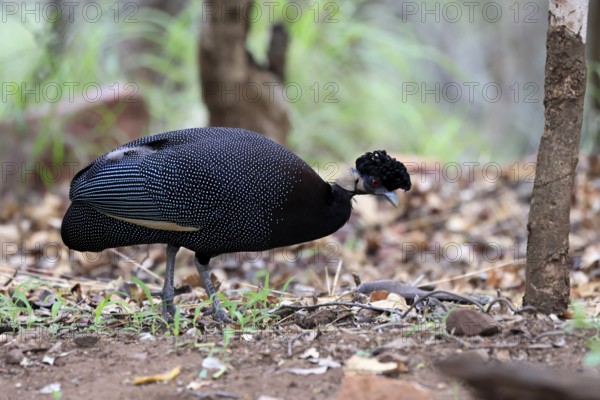 Ruffed Guinea Fowl (Guttera pucherani), adult, on the ground, alert, foraging, Kruger, Kruger