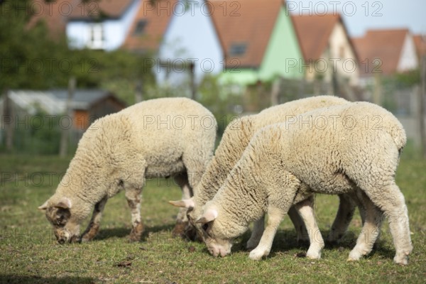 Four sheep stand together on a large meadow. On the achtergrond zijn verschillende kleurrijke