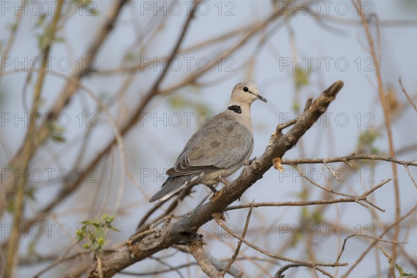 Cinereous Pigeon (Streptopelia capicola) sitting on a branch, Okavango Delta, Moremi Game Reserve,