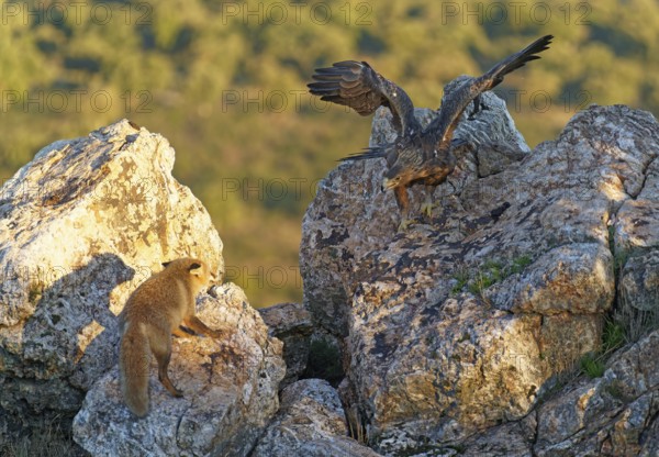 Golden eagle (Aquila chrysaetos) chases away a red fox fighting for food in the early morning