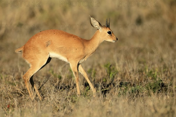 Steenbok (Raphicerus campestris), adult, male, foraging, vigilant, dwarf antelope, Kruger, Kruger