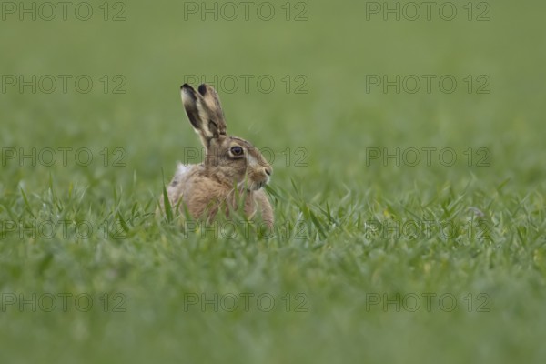 European brown hare (Lepus europaeus) adult animal feeding in a farmland cereal field in