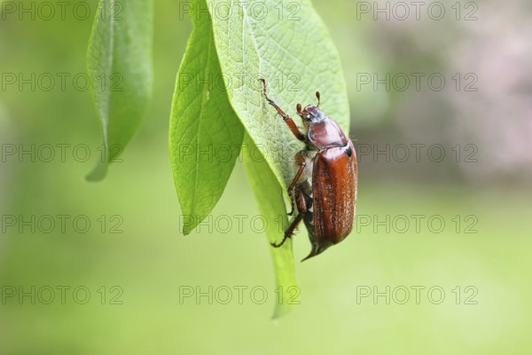 May beetle, wood cockchafer (Melolontha hippocastani), female, on leaf of a willow (Salix caprea),