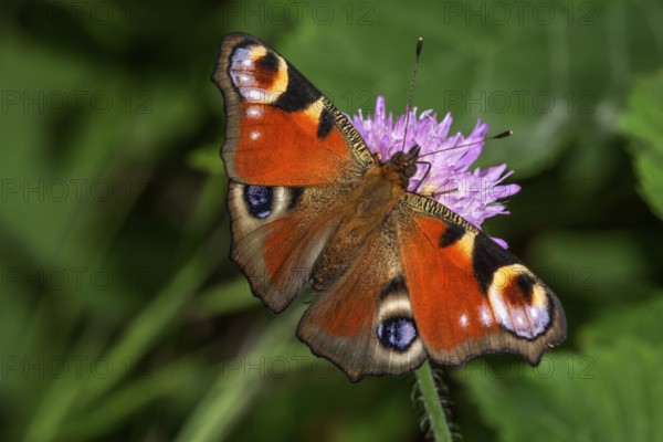 Peacock's eye (Inachis io) on a forest widow flower (Knautia sylvatica), Baden-Württemberg, Germany