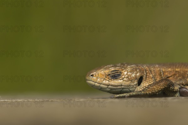 Common lizard (Zootoca vivipara) adult reptile sleeping on a wooden sleeper, England, United