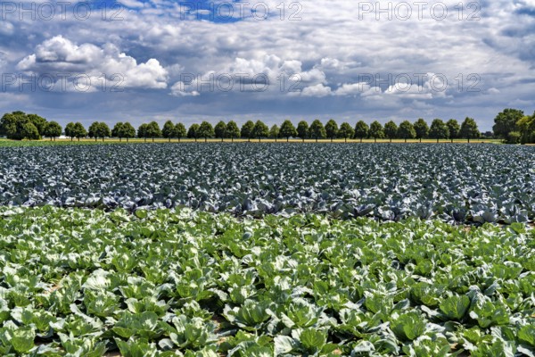 Agriculture, fields, cabbage cultivation, red cabbage and white cabbage, near Kempen on the Lower