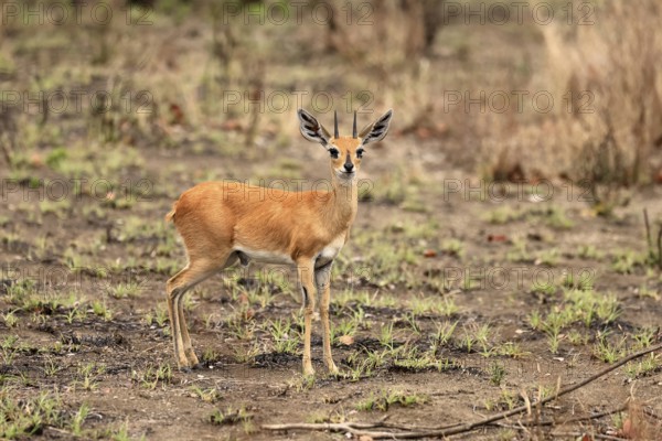 Steenbok (Raphicerus campestris), adult, male, foraging, vigilant, dwarf antelope, Kruger, Kruger