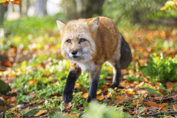 Red fox (Vulpes vulpes) walking in a forest in autumn, Bavaria, Germany