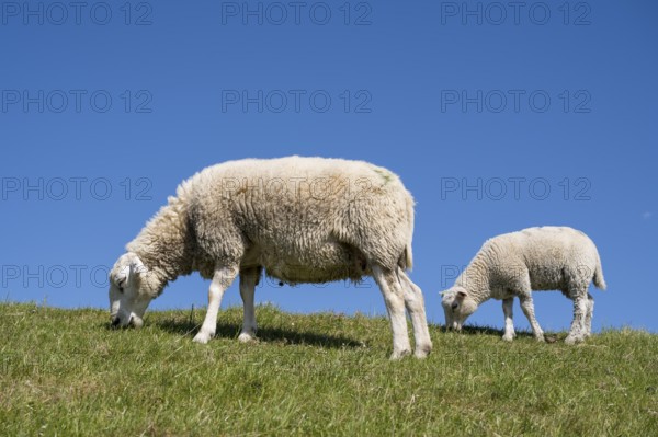Two sheep feeding on the dyke, Pellworm Island, North Frisia, North Sea, Schleswig-Holstein,