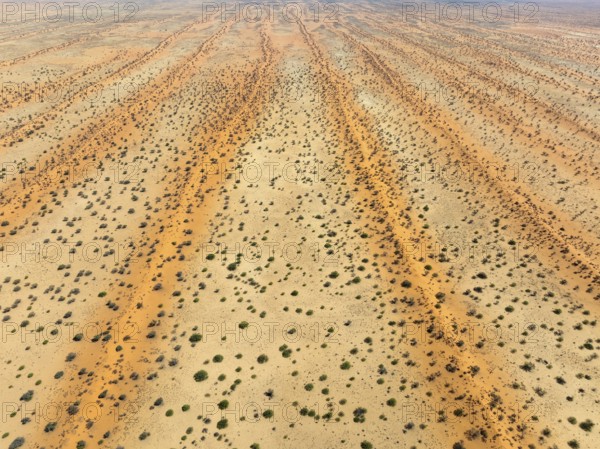 Parallel, linear sand dunes grown with camelthorn trees (Vachellia erioloba) in the Kalahari Desert