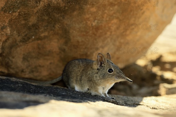 Short-eared elephant shrew (Macroscelides probosideus), adult, foraging, Mountain Zebra National