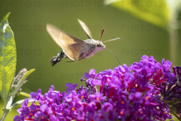 Dove tail (Macroglossum stellatarum) hovering over purple flowers of the summer lilac (Buddleja