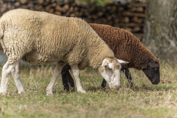 Een wit schaap staat rustig in een veld, terwijl een bruin schaap onder het witte schaap in het