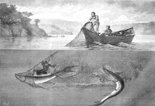 Fisherman catching sturgeon, Acipenser oxyrinchus, with a net, Historical, Reproduction from a