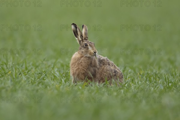 European brown hare (Lepus europaeus) adult animal feeding in a farmland cereal field in