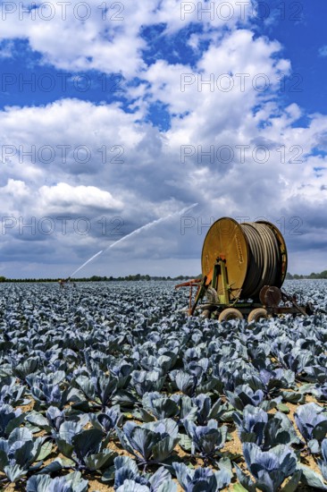 Agriculture, artificial irrigation of a field, irrigation system, cabbage cultivation, red cabbage,