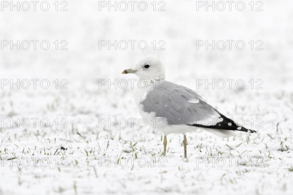 Mew Gull (Larus canus) in winter inland, sitting, resting on snow-covered farmland, white bird on