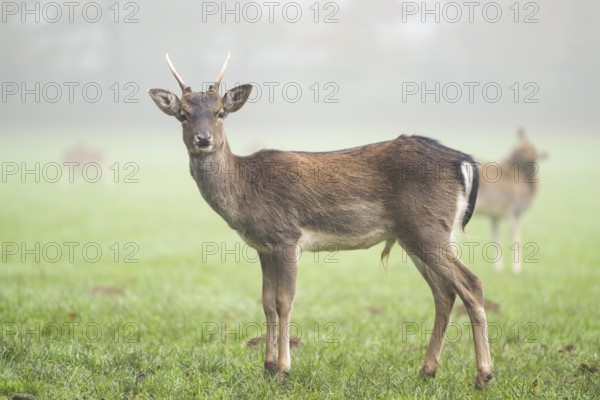 European fallow deer (dama dama) buck standing on a meadow on a foggy day in autumn, Bavaria,