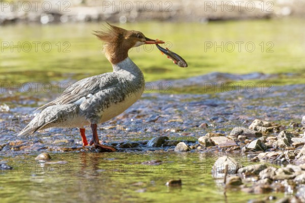 Common merganser (mergus merganser), Female catching a fish, La Mauricie national park. Province of