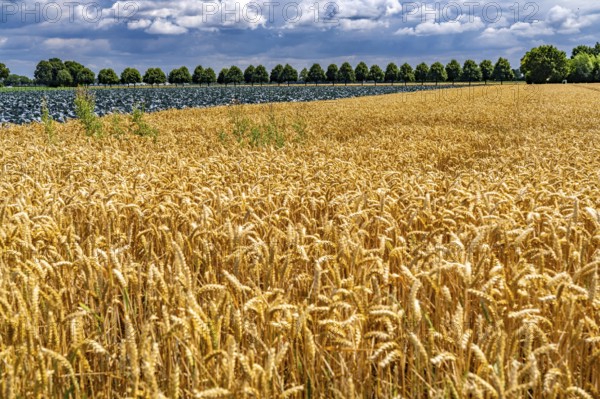 Agriculture, fields, wheat on the right, cabbage cultivation on the left, red cabbage, near Kempen