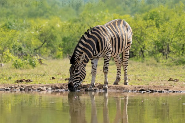 Burchell's zebra (Equus quagga burchelli), Burchell's zebra, adult, at the water, waterhole,