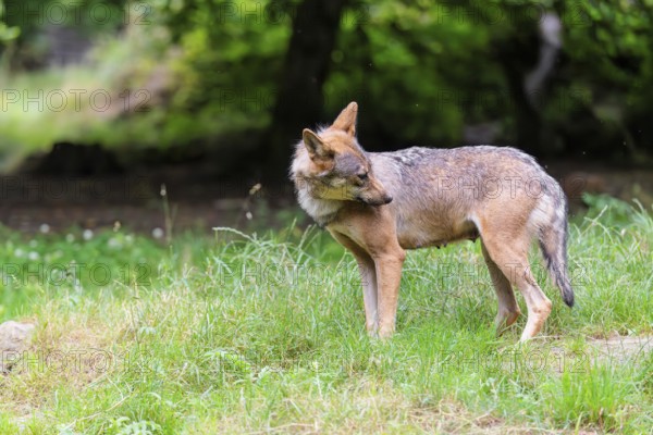A female gray wolf (Canis lupus lupus) stands on the edge of the forest on a cloudy day catching