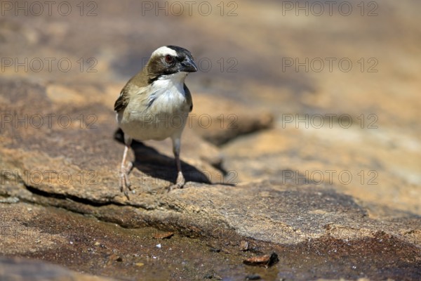 White-browed Weaver (Plocepasser mahali), adult male, on the ground, alert, Mountain Zebra National