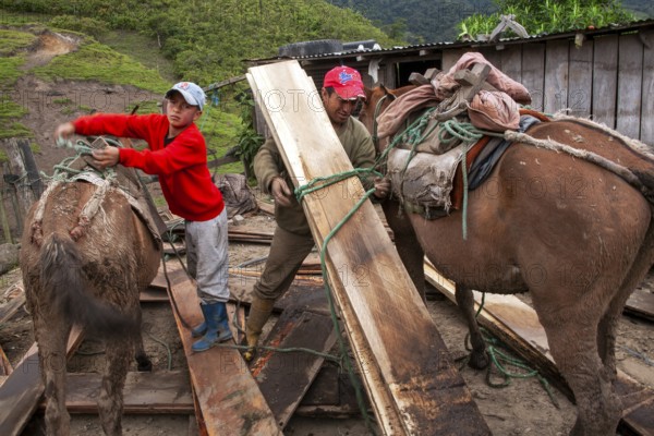 Draft horses and man, Man unloading a draft horse loaded with planks, Imbabura province, Ecuador,