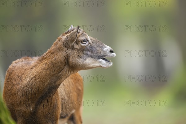 European mouflon (Ovis aries musimon) sheep (female) standing in a forest in autumn, portrait,