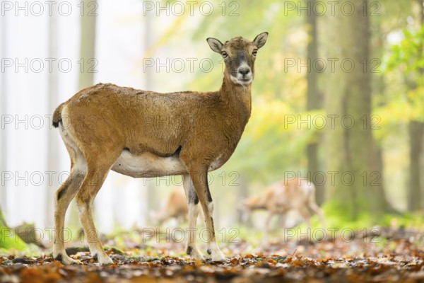 European mouflon (Ovis aries musimon) sheep (female) standing in a forest in autumn, Bavaria,