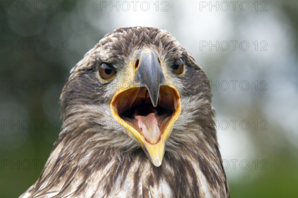 Black chested buzzard, Geranoaetus melanoleucus, Immature female perched on a tree, Open beak,