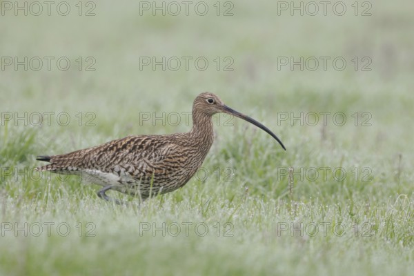 In wet and damp meadows... Eurasian curlew (Numenius arquata), characteristic meadow limnicole,