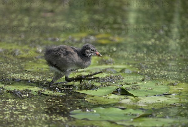 Green-footed moorhen (Gallinula chloropus), chick running over water plants, Lower Rhine, North