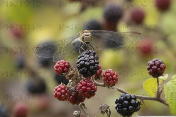 Common darter dragonfly (Sympetrum striolatum) adult insect resting on blackberries fruit in