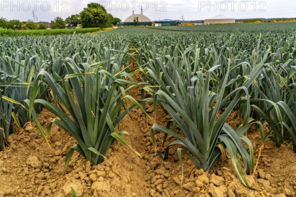 Agriculture, field with leeks, leek, shortly in front of harvest, near Nettetal, on the Lower