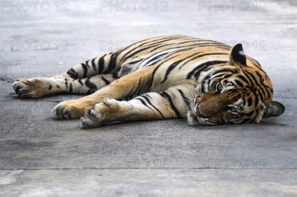 Tiger (Panthera tigris) Pattaya Thailand