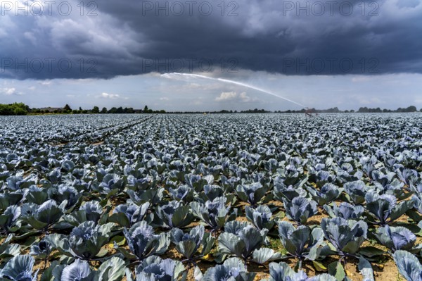 Agriculture, artificial irrigation of a field, irrigation system, cabbage cultivation, red cabbage,