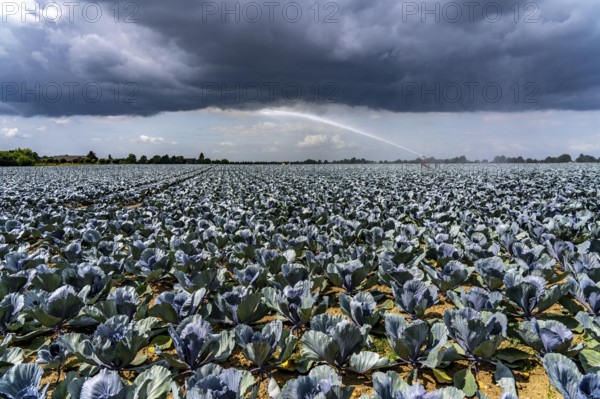 Agriculture, artificial irrigation of a field, irrigation system, cabbage cultivation, red cabbage,