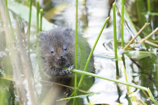 Water vole (Arvicola amphibius) adult animal feeding on a reed plant stem in a pond, England,