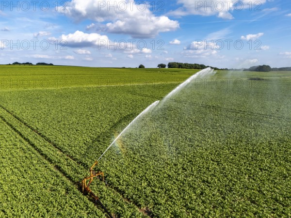 Artificial irrigation with a sprinkler system in a field where sugar beet is grown, near Rheurdt,