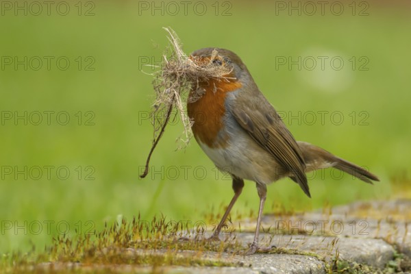 European robin (Erithacus rubecula) adult bird in an urban garden with nesting material in its beak