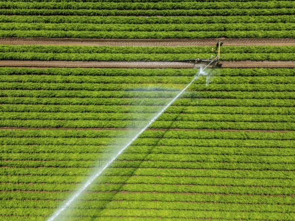 Artificial irrigation with a sprinkler system in a field where carrots are grown, near Kerken, on