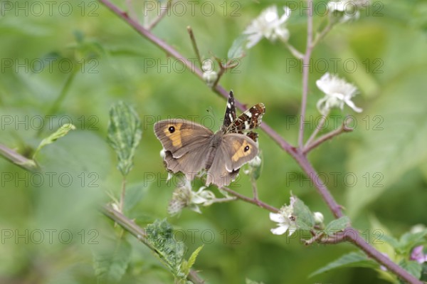 Meadow Brown (Maniola jurtina), Land carrot (Araschnia levana), two, flower, nectar, Two different