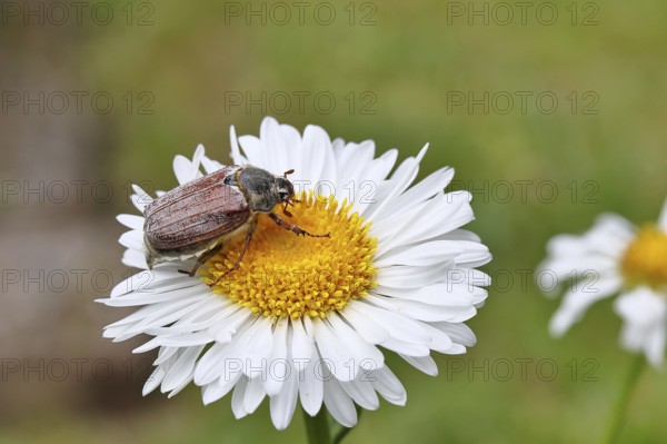 Cockchafer, field cockchafer (Melolontha melolontha), female on a flower of a daisy (Leucanthemum