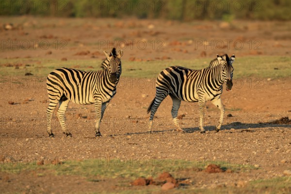 Burchell's zebra (Equus quagga burchelli), Burchell's zebra, adult, two animals, foraging, Kruger,